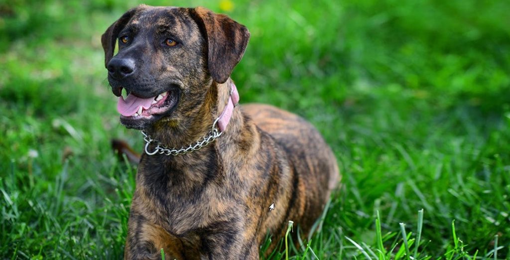 Why Are Brindle Dogs Unpopular