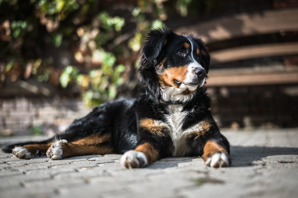 How Much Are Bernese Mountain Dogs