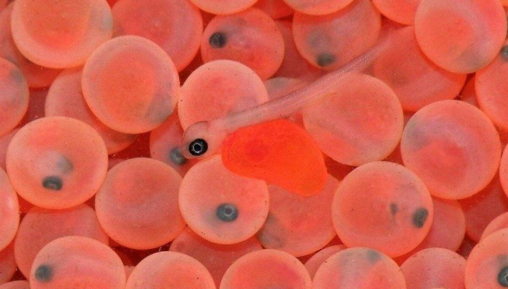 What Do Fish Eggs Look Like