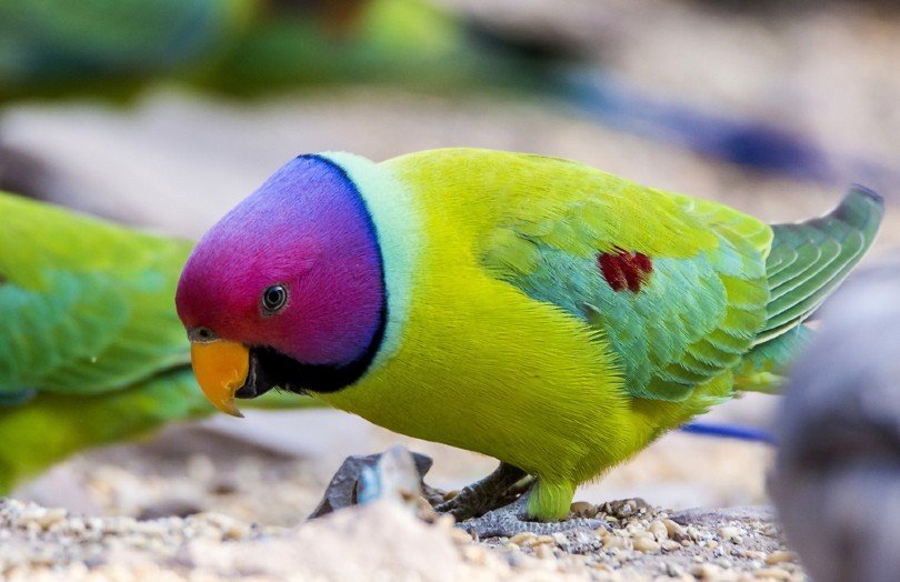 What Is The Rarest Parakeet Color
