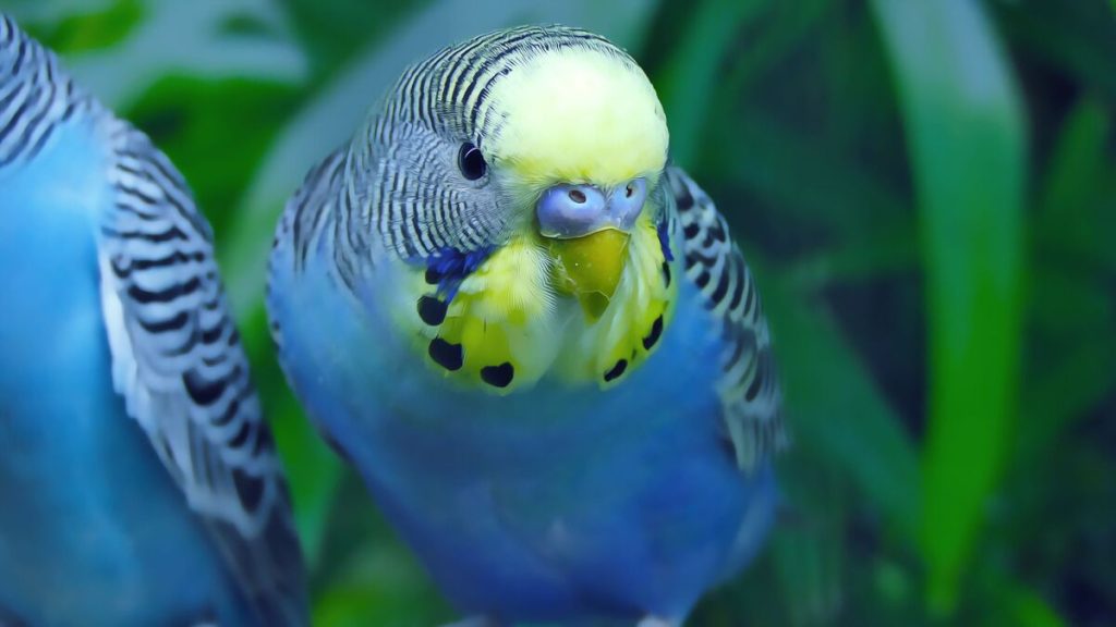 How Long Does Hormonal Behavior Last In Parrots
